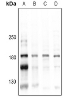 1 - Anti-CD45 (Phospho-Y1216) Antibody AP60918