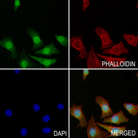 3 - Anti-nNOS (Phospho-S1417) Antibody AP60920