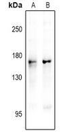 1 - Anti-nNOS (Phospho-S1417) Antibody AP60920