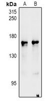 1 - Anti-nNOS Antibody AP60923