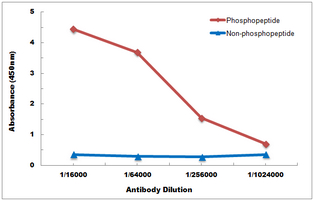 10 - Anti-SMAD4 (Phospho-T276) Antibody AP60925