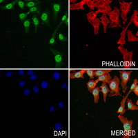 3 - Anti-OTUB1 (Phospho-S187) Antibody AP60926