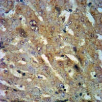19 - Anti-OTUB1 (Phospho-S187) Antibody AP60926