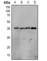 1 - Anti-OTUB1 (Phospho-S187) Antibody AP60926