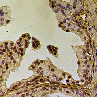 19 - Anti-Caveolin 2 (Phospho-Y19) Antibody AP60927