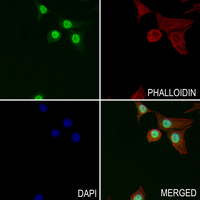 3 - Anti-CDC25A (Phospho-S82) Antibody AP60928