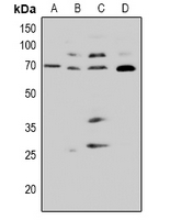 1 - Anti-CDC25A (Phospho-S82) Antibody AP60928