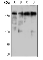 1 - Anti-DAP Kinase 1 (Phospho-S736) Antibody AP60930