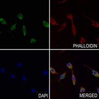 3 - Anti-TBK1 (Phospho-S172) Antibody AP60931
