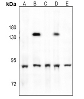 1 - Anti-TBK1 (Phospho-S172) Antibody AP60931
