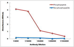 10 - Anti-RXR alpha (Phospho-S260) Antibody AP60933