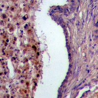 19 - Anti-USP28 Antibody AP60942