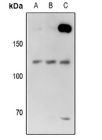 1 - Anti-USP28 Antibody AP60942