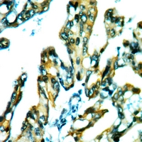 19 - Anti-CDC42EP3 Antibody AP60943
