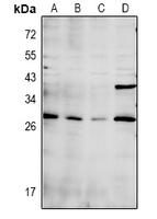 1 - Anti-CDC42EP3 Antibody AP60943