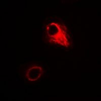 3 - Anti-ATG4A Antibody AP60948