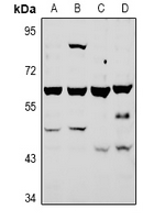 1 - Anti-ATG4A Antibody AP60948