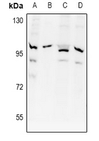 1 - Anti-APPL1 Antibody AP60949