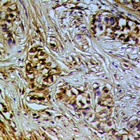 19 - Anti-DNA Polymerase iota Antibody AP60950