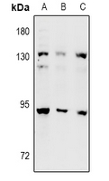 1 - Anti-DNA Polymerase iota Antibody AP60950