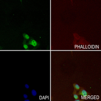 3 - Anti-COP1 Antibody AP60951