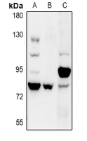 1 - Anti-COP1 Antibody AP60951
