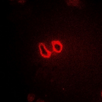 3 - Anti-GFM2 Antibody AP60953