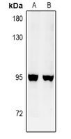 1 - Anti-GFM2 Antibody AP60953