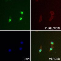 3 - Anti-ELP2 Antibody AP60954