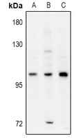 1 - Anti-ELP2 Antibody AP60954