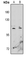 1 - Anti-EPHA10 Antibody AP60956