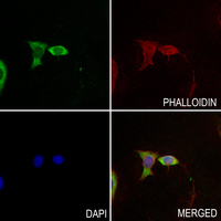 3 - Anti-EIF2S2 Antibody AP60957