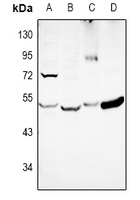 1 - Anti-EIF2S2 Antibody AP60957