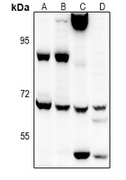 1 - Anti-EIF2AK1 Antibody AP60958