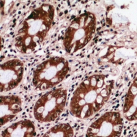 19 - Anti-GRTP1 Antibody AP60959