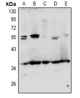 1 - Anti-GRTP1 Antibody AP60959