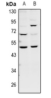 1 - Anti-GDF7 Antibody AP60960