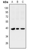 1 - Anti-SIX1 Antibody AP60965