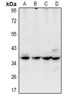 1 - Anti-USP50 Antibody AP60966