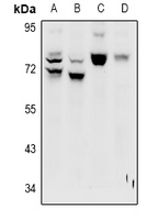1 - Anti-LRP10 Antibody AP60968