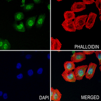 3 - Anti-NRBF2 Antibody AP60971