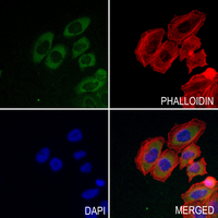 3 - Anti-OXR1 Antibody AP60972