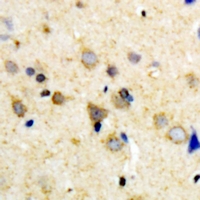 19 - Anti-OXR1 Antibody AP60972