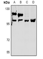 1 - Anti-OXR1 Antibody AP60972
