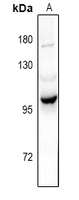 1 - Anti-PI3K p101 Antibody AP60974