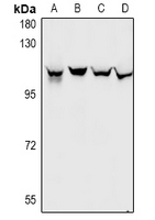 1 - Anti-Gemin3 Antibody AP60980