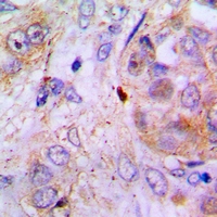19 - Anti-S100-Z Antibody AP60983