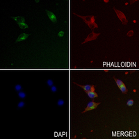 3 - Anti-PDXDC1 Antibody AP60985