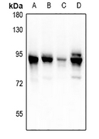 1 - Anti-PDXDC1 Antibody AP60985