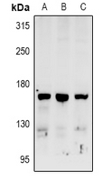 1 - Anti-RAB3GAP2 Antibody AP60986
